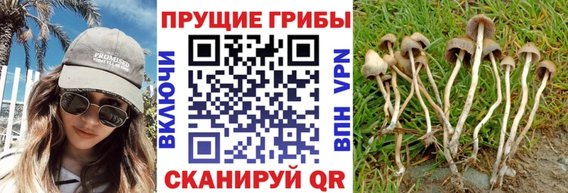 Галлюциногенные грибы Cubensis  Казань 